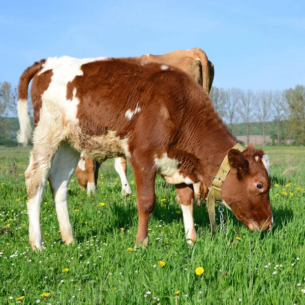 Beautiful Cows Summer Meadow — 스톡 사진