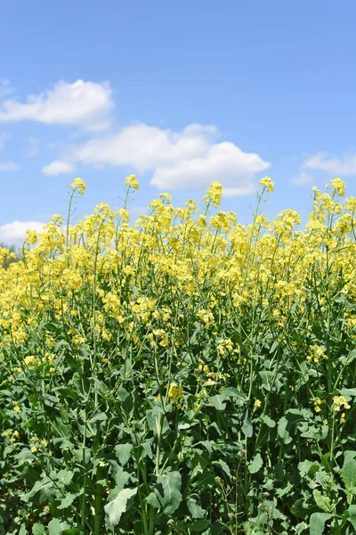 黄色油菜花田在蓝蓝的天空下 — 图库照片