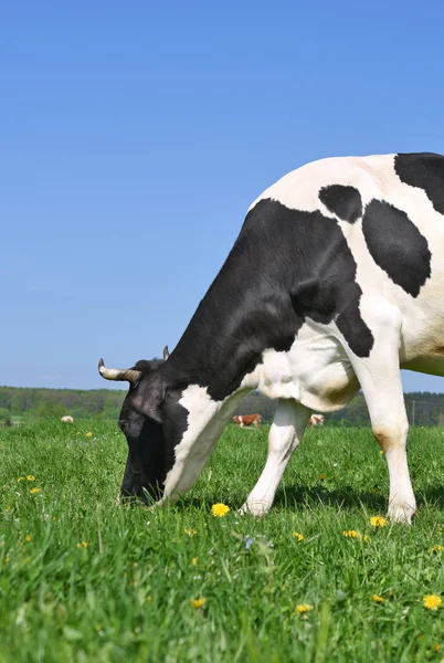 Koeien Een Zomerweide — Stockfoto