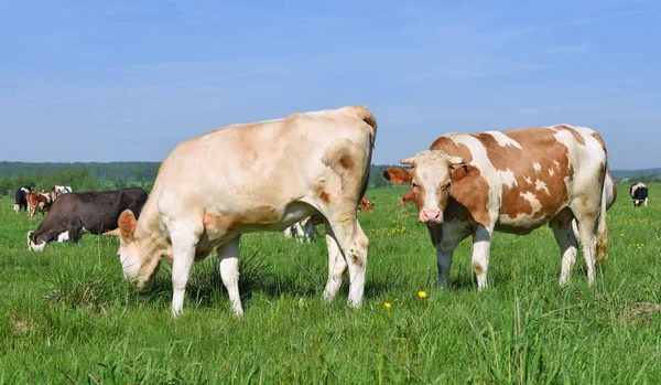 Vacas Pasto Verão — Fotografia de Stock