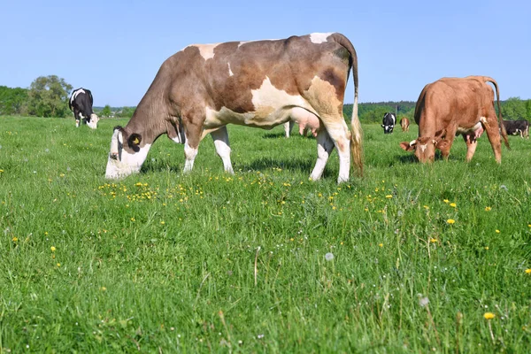 Koeien Een Zomerweide — Stockfoto