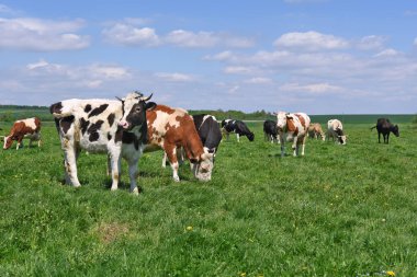 Yaz otlağında inekler.