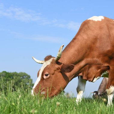 Yaz otlağında inekler.