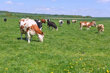 Parke zemin parçası. Ceviz.