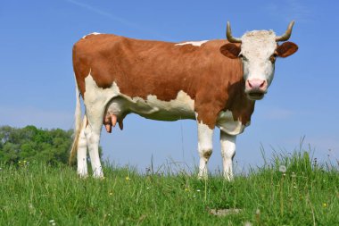 Yaz otlağında inek.     