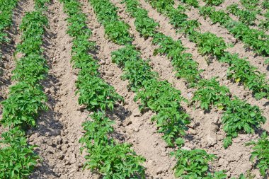 Patatesin alan genç bitkiler. 
