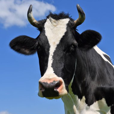 gökyüzü bir inek başkanı