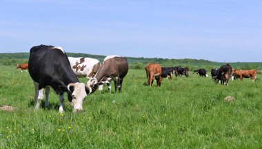 Yaz otlağında inekler.