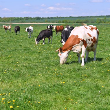 # Güzel inekler yaz otlaklarında #