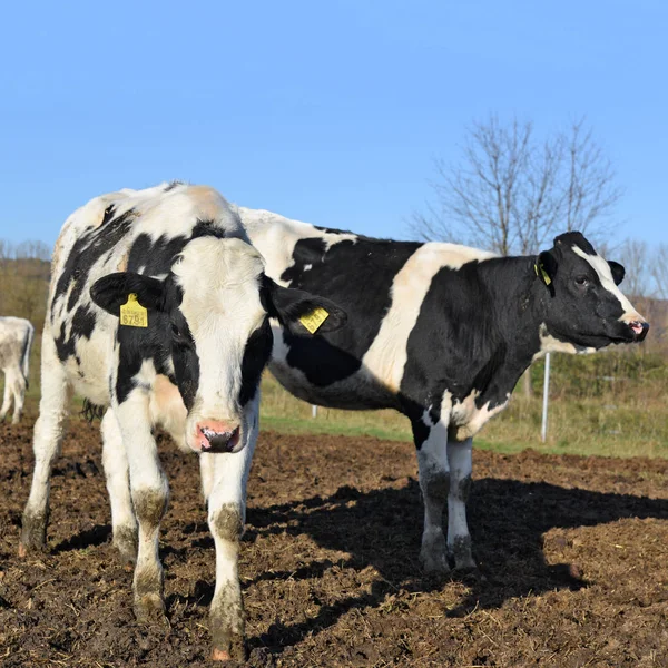 Beautiful Cows Summer Meadow — Stockfoto