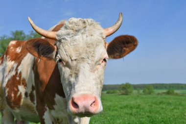 Yaz otlağında inek