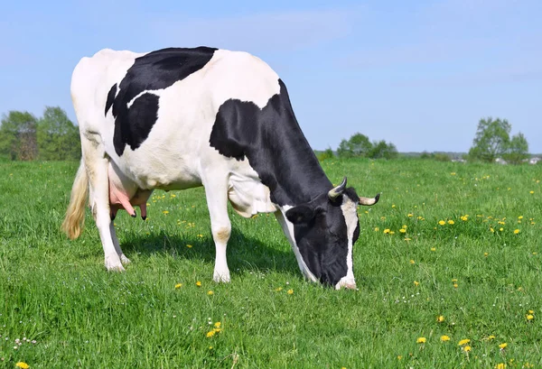 Yaz Otlağında Inek — Stok fotoğraf