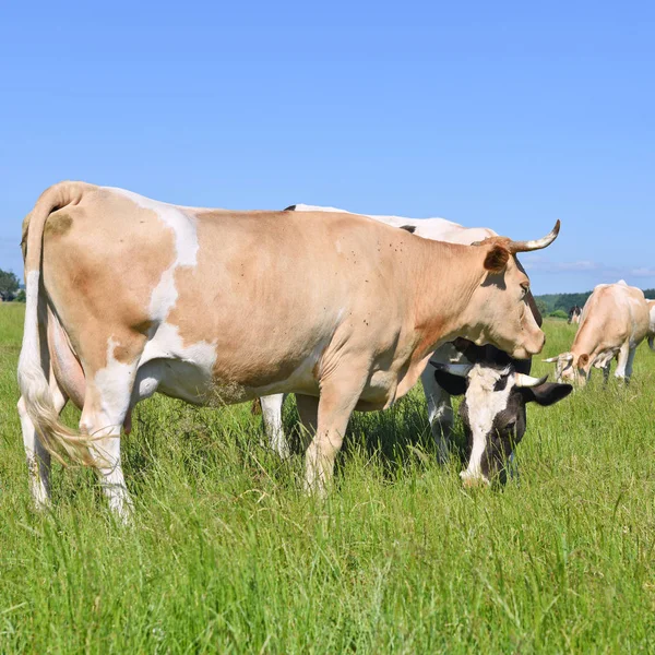 Beautiful Cows Summer Meadow — ストック写真