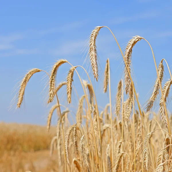 Pšeničné Pole Zemědělství Příroda Pozadí — Stock fotografie