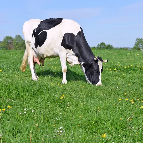 Sommarbetesmark — Stockfoto