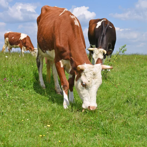 Beautiful Cows Grazing Pasture — 스톡 사진