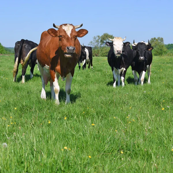 Belles Vaches Pâturant Sur Les Pâturages — Photo