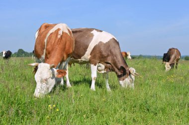 Yaz otlağında inekler.