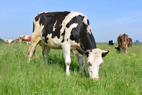 Koeien Een Zomerweide — Stockfoto