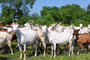Organik çiftliğin otlağındaki keçiler 