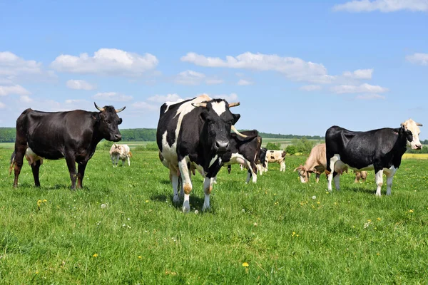 Vacas Pasto Verão — Fotografia de Stock