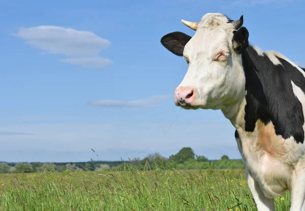 Vache Dans Pâturage Été — Photo