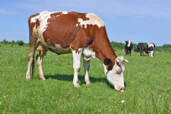 Las Vacas Pasto Verano —  Fotos de Stock