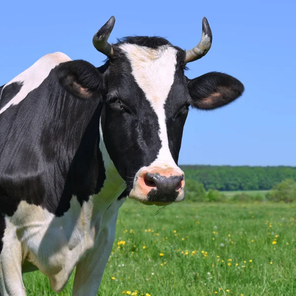 Vacas Pasto Verão — Fotografia de Stock