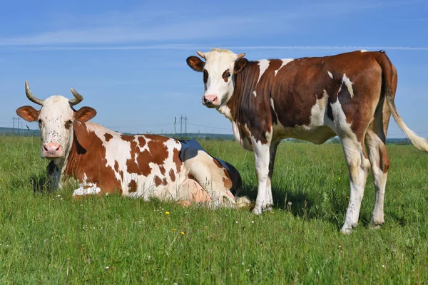 夏牧场上牛附近的小牛 — 图库照片