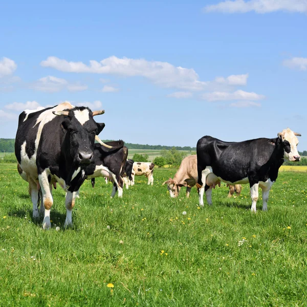 Beautiful Cows Grazing Pasture — Stockfoto