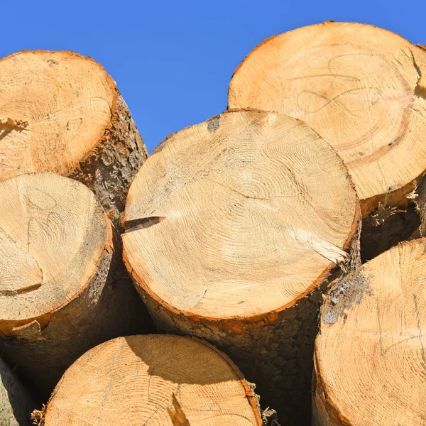 Pile Logs Processing — 스톡 사진