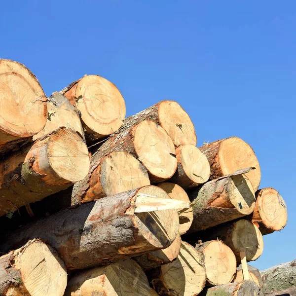 Pile Logs Processing — стоковое фото