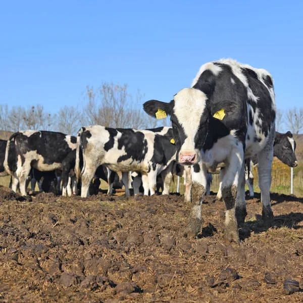 Beautiful Cows Grazing Pasture — Stockfoto