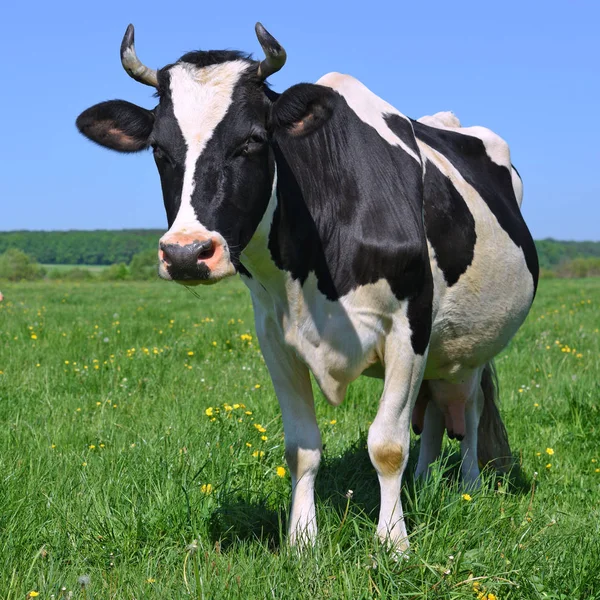 Hermosa Vaca Prado Verano —  Fotos de Stock