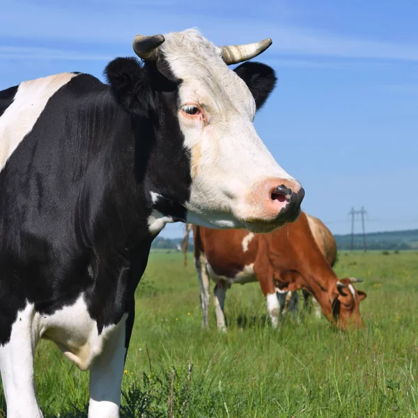 Beautiful Cows Grazing Pasture — Fotografia de Stock