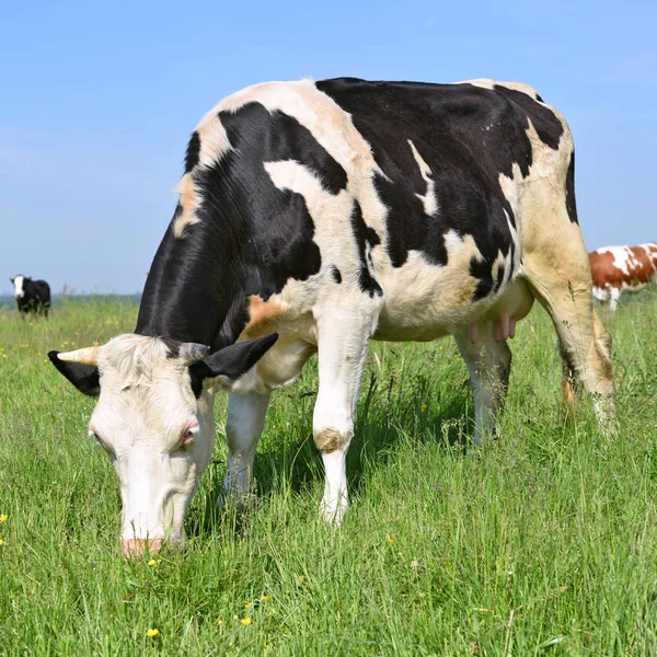 Beautiful Cows Grazing Pasture — Stock Photo, Image