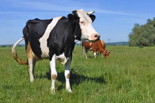 Beautiful Cows Grazing Pasture — Stock Photo, Image