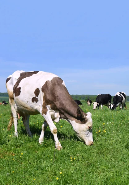 Vacas Pasto Verão — Fotografia de Stock