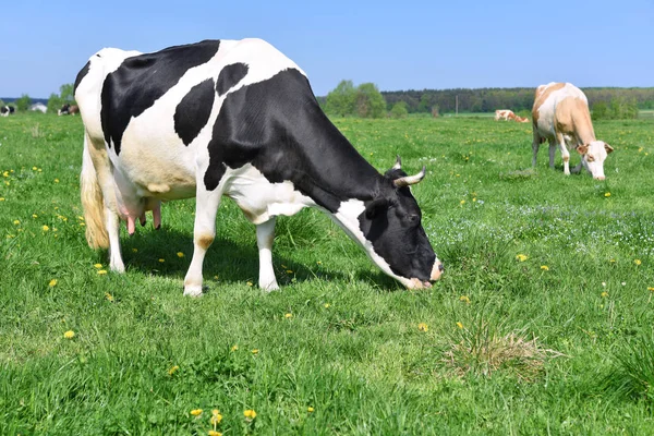 Αγελάδες Θερινό Βοσκότοπο — Φωτογραφία Αρχείου