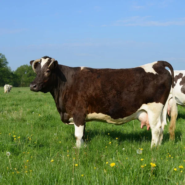 Beautiful Cows Grazing Pasture — 图库照片