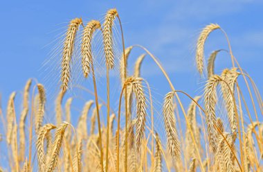 Kırsal manzara alanında tahıl