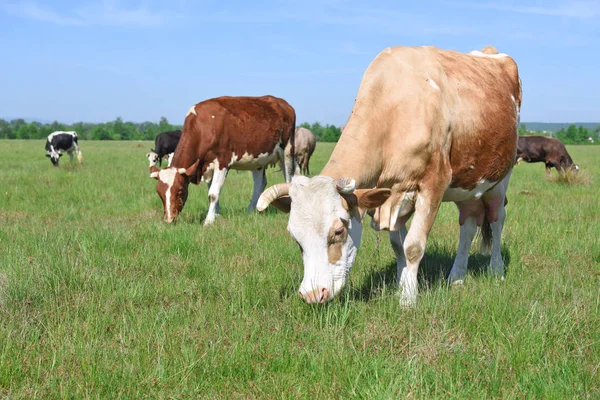 Beautiful Cows Summer Meadow — Stockfoto