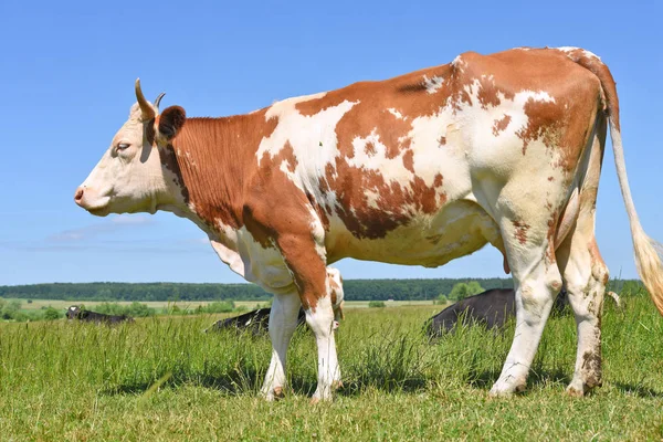 Belle Vache Sur Une Prairie Été — Photo