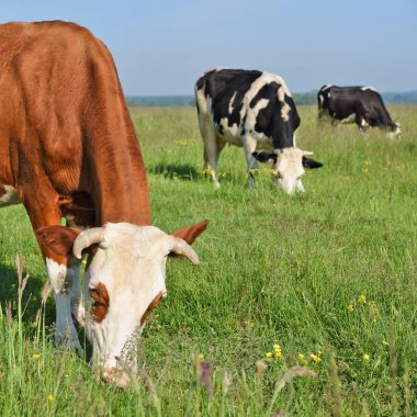 beautiful cows on a summer meadow