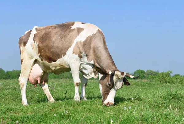 Beautiful Cow Summer Meadow — Stock Photo, Image