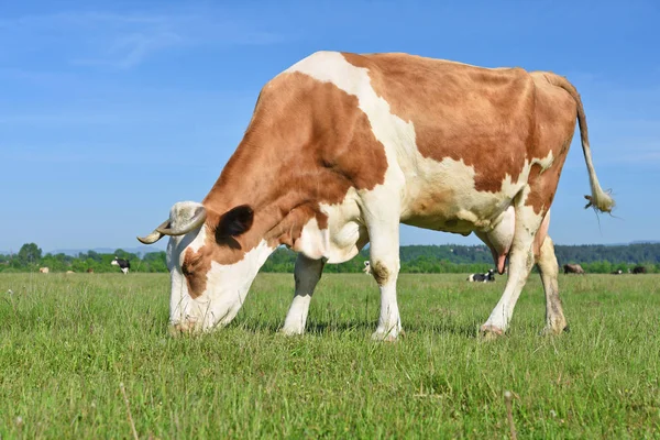 Beautiful Cow Summer Meadow — 스톡 사진