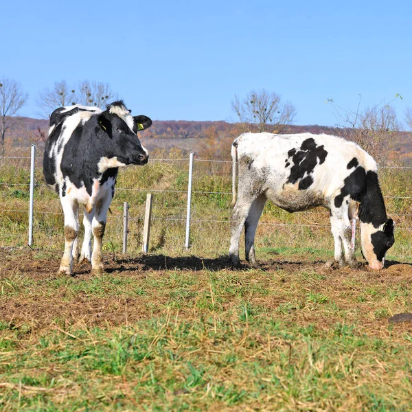 Beautiful Cows Summer Meadow — Zdjęcie stockowe