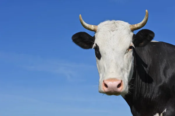 beautiful cow on a summer meadow