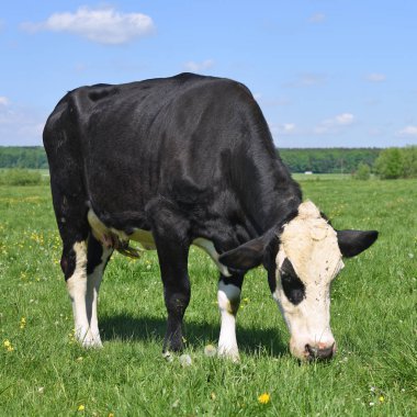 beautiful cow on a summer meadow