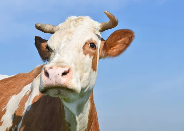 Bela Vaca Prado Verão — Fotografia de Stock